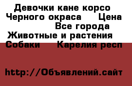 Девочки кане корсо. Черного окраса.  › Цена ­ 65 000 - Все города Животные и растения » Собаки   . Карелия респ.